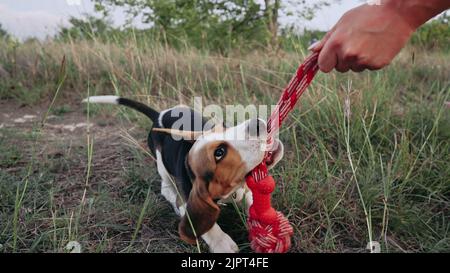 Joyeux beagle chiot jouant jouet préféré - rouge avec son propriétaire sur fond de nature à l'extérieur. Chien actif passant du bon temps à la campagne. Chasse Banque D'Images