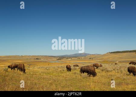 Bison américaine (Bison bison) dans la vallée de Hayden Banque D'Images