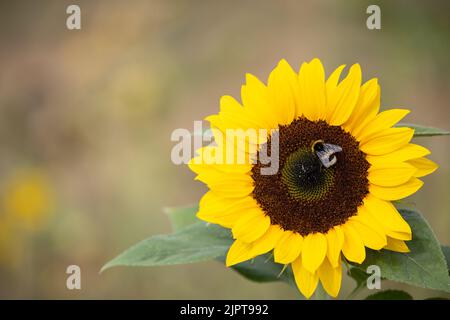 Bad Soden am Taunus, Allemagne. 20th août 2022. Un bourdon se trouve dans un tournesol. Credit: Hannes P. Albert/dpa/Alay Live News Banque D'Images