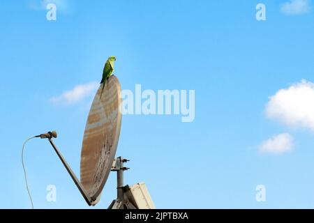 Le perroquet vert se trouve sur un ancien plat d'antenne parabolique sur le fond bleu du ciel Banque D'Images