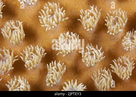 Polypes de corail d'un cuir de Mushroom corail (Sarcophyton glaucum), Papouasie-Nouvelle-Guinée, Océan Pacifique Banque D'Images