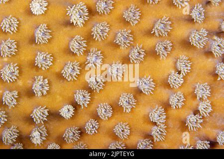 Polypes de corail d'un cuir de Mushroom corail (Sarcophyton glaucum), Papouasie-Nouvelle-Guinée, Océan Pacifique Banque D'Images