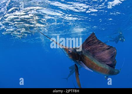 Sailfish atlantique (Istiophorus albicans), chasse aux Sardinas (Sardina pilchardus), Isla Mujeres, péninsule du Yucatan, Mer des Caraïbes, Mexique Banque D'Images