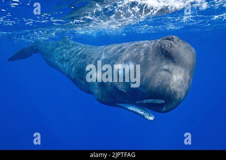 Cachalot (Physeter macrocephalus), en eau bleue, Dominique, Caraïbes Banque D'Images