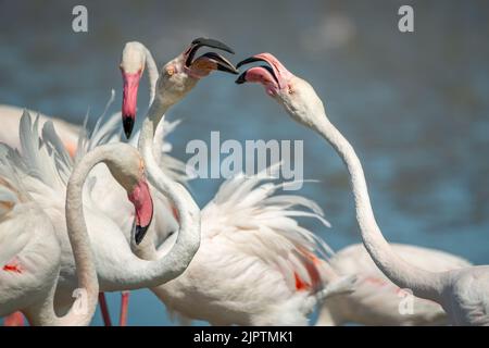 Les groupes d'oiseaux Flamingo se nourrissent dans l'eau avec un arrière-plan flou Banque D'Images