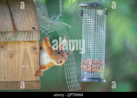 Écureuil rouge sauvage du Royaume-Uni pour les mangeoires d'oiseaux Banque D'Images