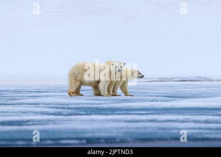 deux ours polaires se tenant sur le côté de glace sur la caméra mère face à la caméra cub regardant vers l'avant dans le nordaustandlet svalbard Banque D'Images