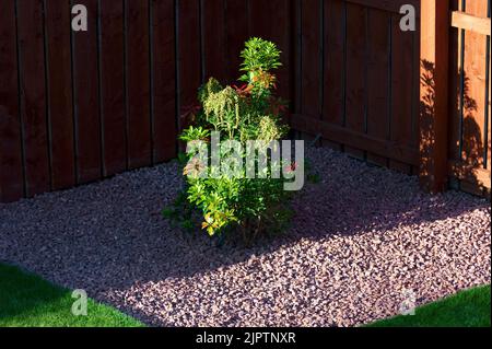 Arbuste de la forêt flamboyante de Pieris fraîchement planté dans le jardin Banque D'Images