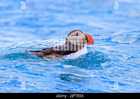 profil latéral d'un macareux en natation de gros plan dans la mer arctique bleu clair en svalbard Banque D'Images