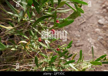 Branche de Cneorum tricoccon aux fruits rouges Banque D'Images