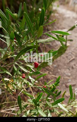 Branche de Cneorum tricoccon aux fruits rouges Banque D'Images