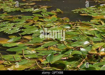 Potamogeton natans plante en fleur Banque D'Images