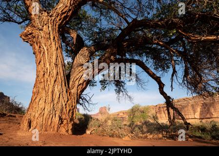 Cottonwood Tree, Anderson Bottom, Parc national de Canyonlands, Utah. Banque D'Images