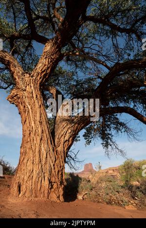 Cottonwood Tree, Anderson Bottom, Parc national de Canyonlands, Utah. Banque D'Images