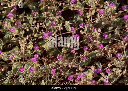 À la traîne de four O'Clock, (Allionia incarnata var. Incarnata), Parc national des Canyonlands, Utah. Banque D'Images