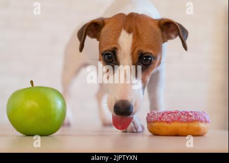 Jack Russell Terrier décide quoi manger. Beignet et pomme verte. Habitudes alimentaires du chien Banque D'Images