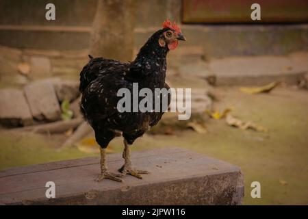 Un grand poulet est debout sur les marches du balcon. De tels grands coqs se trouvent dans les villages et les collines du Bangladesh. Banque D'Images