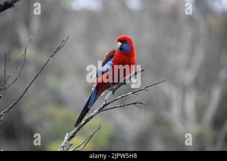 Une photo en gros plan d'une belle Rosella cramoisi perchée sur une branche Banque D'Images