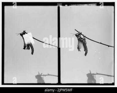 Le terrible fléau des sauterelles en Palestine, mars-juin 1915. Le séchage des ailes. Banque D'Images