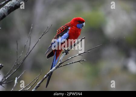 Une photo en gros plan d'une belle Rosella cramoisi perchée sur une branche Banque D'Images