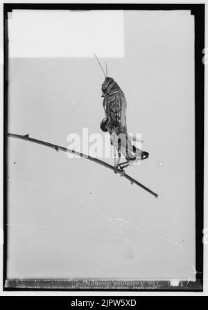 Le terrible fléau des sauterelles en Palestine, mars-juin 1915. Les antennes désengagé Banque D'Images