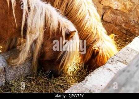 Deux jeunes petits chevaux de poney bruns mangeant du foin dans une écurie de la ferme Banque D'Images