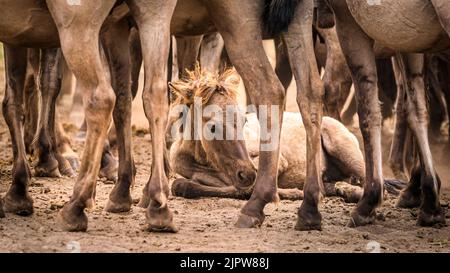 Merfelder Bruch, Westphalie, Allemagne. 20th août 2022. Un petit foal repose dans la poussière, protégée par le troupeau. Le troupeau de 300 poneys de Dülmen se rafraîchissent tandis que le temps chaud de l'été se poursuit. La race ancienne en voie de disparition vit dans une zone protégée de bois et de prairies de la réserve naturelle de Merfelder Bruch, près de Dülmen, en Westphalie, dans des clans familiaux avec très peu d'interférence humaine en dehors de la fourniture occasionnelle de foin et d'eau. Credit: Imagetraceur/Alamy Live News Banque D'Images