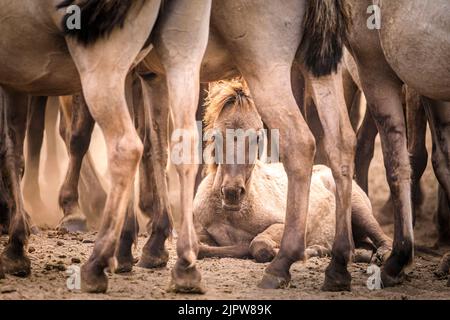 Merfelder Bruch, Westphalie, Allemagne. 20th août 2022. Un petit foal repose dans la poussière, protégée par le troupeau. Le troupeau de 300 poneys de Dülmen se rafraîchissent tandis que le temps chaud de l'été se poursuit. La race ancienne en voie de disparition vit dans une zone protégée de bois et de prairies de la réserve naturelle de Merfelder Bruch, près de Dülmen, en Westphalie, dans des clans familiaux avec très peu d'interférence humaine en dehors de la fourniture occasionnelle de foin et d'eau. Credit: Imagetraceur/Alamy Live News Banque D'Images