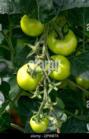 Un bouquet de tomates vertes mûrissant sur une branche dans une serre. Banque D'Images