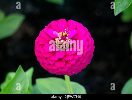 Fleur rose vif zinnia sur fond vert en été. Banque D'Images