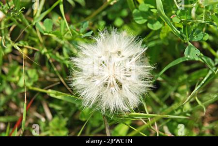 Petits anges ou pissenlits dans un jardin à Barcelone, Catalunya, Espagne, Europe Banque D'Images