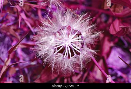 Petits anges ou pissenlits dans un jardin à Barcelone, Catalunya, Espagne, Europe Banque D'Images