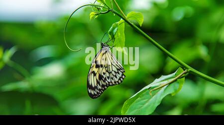 Idée de papillon jaune sur une feuille. Idée leuconoe. Nature. Banque D'Images