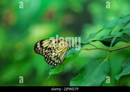 Idée de papillon jaune sur une feuille. Idée leuconoe. Nature. Banque D'Images