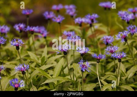 De nombreuses espèces de squarrose, Centaurea (cyanus) triumfettii - fleurs bleues de la famille des Asteraceae Banque D'Images