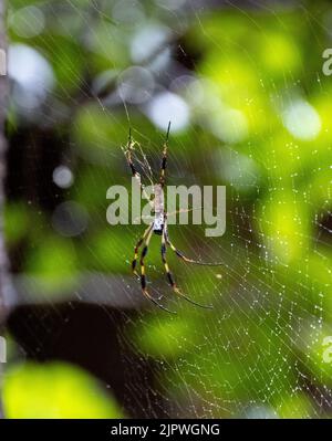 Une araignée Joro, une espèce envahissante d'Asie, se trouve en Géorgie et en Caroline du Sud Banque D'Images