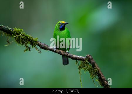 Leafbird à la façade dorée dans la nature sauvage Banque D'Images