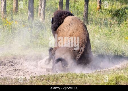 bison roulant dans la terre Banque D'Images