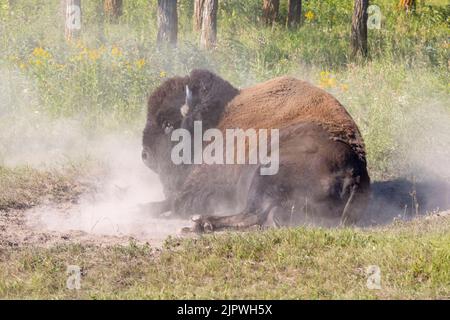 bison posant dans la poussière donnant des nuages de poussière Banque D'Images