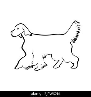 Silhouette de Setter anglais réel en noir, illustration vectorielle isolée en noir sur blanc Illustration de Vecteur