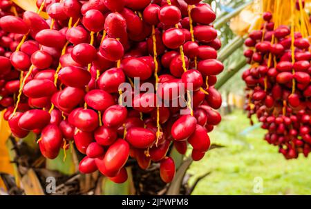 Bouquet de fruits de la date rouge sur un arbre dans le Muscat Banque D'Images