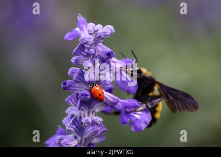 Gros plan d'un coléoptère de dame convergent ou d'Hippodamia convergens avec l'abeille bourdonneuse de Sonoran en arrière-plan sur la salvia. Banque D'Images