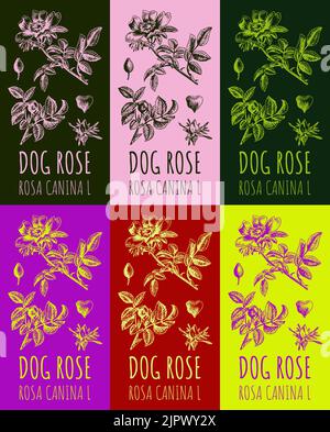 Ensemble de dessin vectoriel chien rose hanches dans diverses couleurs. Illustration dessinée à la main. Nom latin ROSA CANINA L. Illustration de Vecteur