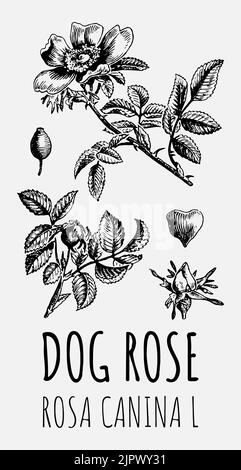 Chien à dessin vectoriel, hanches roses. Illustration dessinée à la main. Nom latin ROSA CANINA L. Illustration de Vecteur