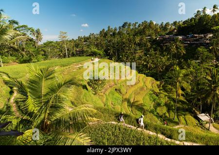 Le paysage des ricefields. Terrasses de riz célèbre place Tegallalang près d'Ubud. L'île de Bali en indonésie dans le sud de la région. Banque D'Images