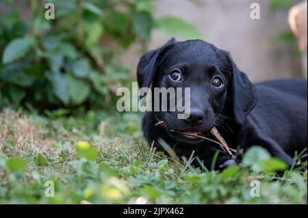 Mignon Labrador noir retriever chiot couché dans l'herbe verte mâchant sur un bâton. Banque D'Images