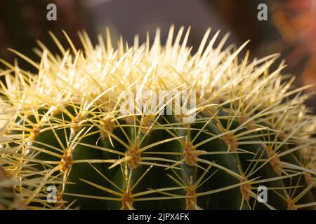 Golden Barrel Cactus résumé texture d'arrière-plan gros plan. Echinocactus grusonii, Ferocactus avec de longues épines dangereuses de près. Trouvé dans les déserts de Banque D'Images