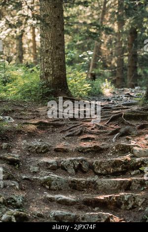 Chemin à travers la forêt ensoleillée de sapins Banque D'Images