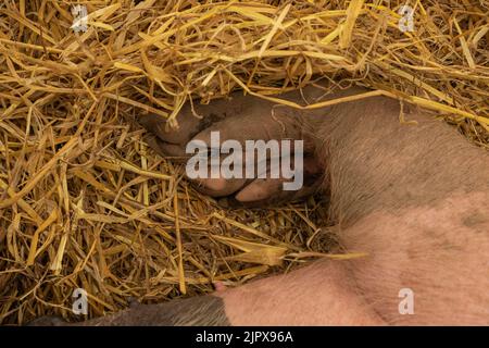 Gros plan d'un trotter poilu et boueux de cochon en s'endormant dans la paille Banque D'Images