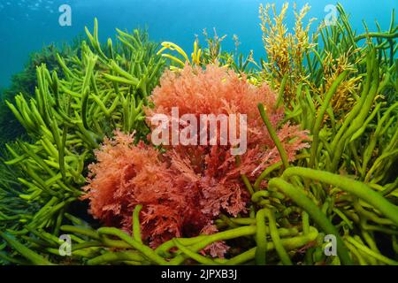 Algue rouge Plocamium cartilagineum et algue verte Codium tomentosum, sous l'océan Atlantique, Espagne Banque D'Images